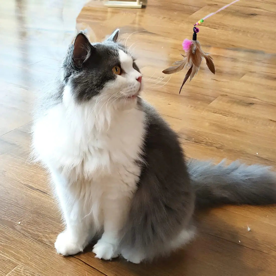 Jouets interactifs à plumes et balles pour chats